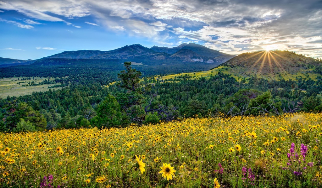 Восход солнца над горами, лесом и полем с желтыми цветами