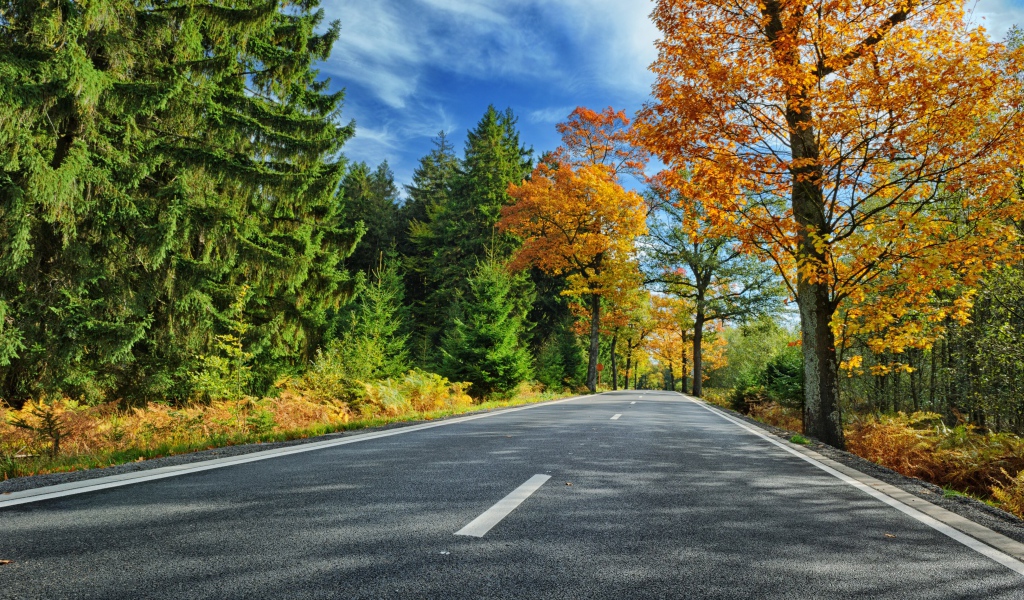 Высокие зеленые ели и деревья с желтыми листьями у дороги под голубым небом