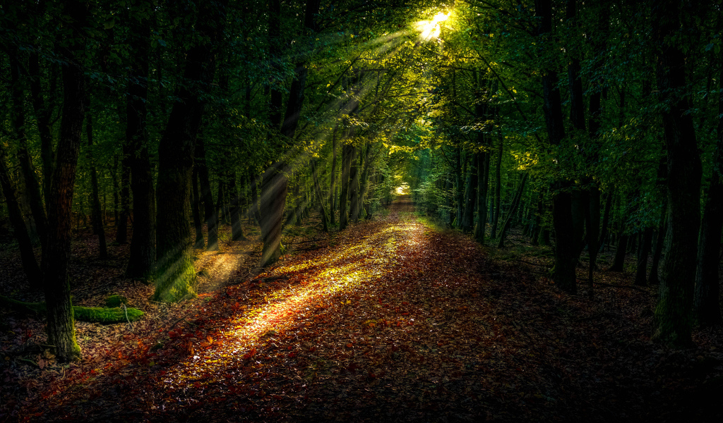 Яркое солнце пробивается на лесную дорогу покрытую желтыми листьями