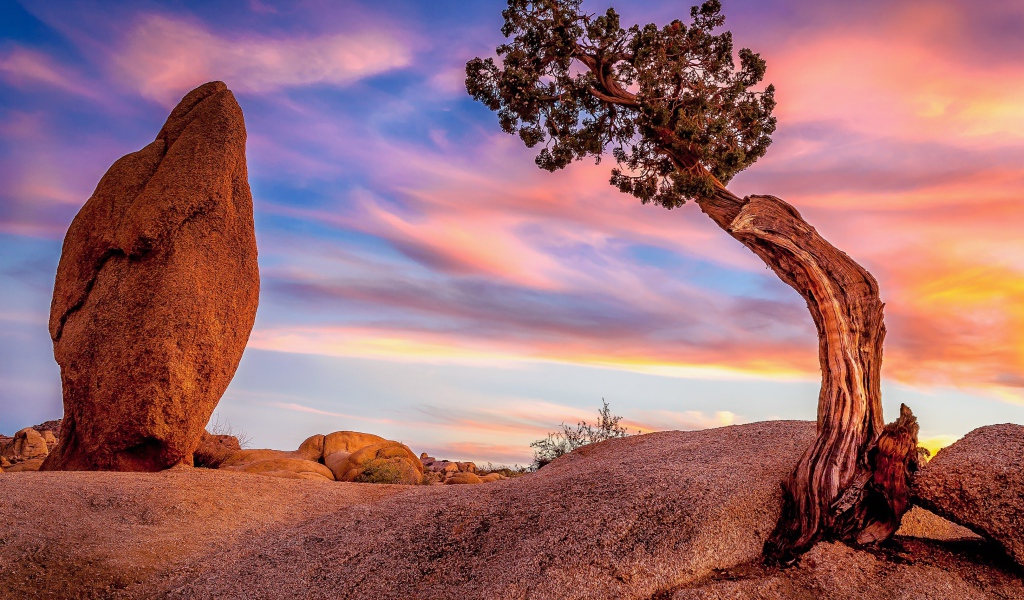 Природа национального парка Джошуа-Три, Калифорния. США