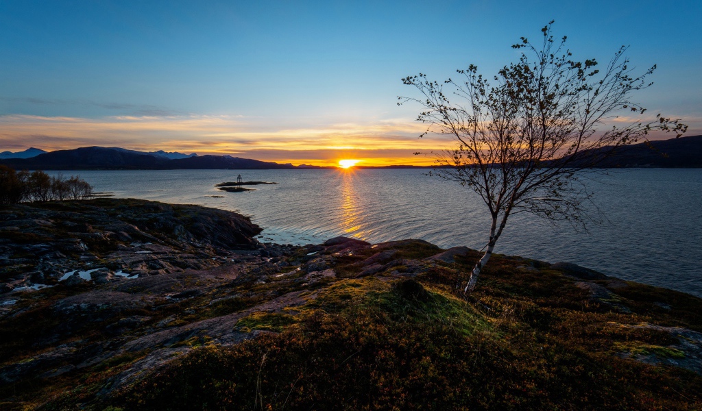 Тонкая береза ​​на скалистом берегу моря на закате под голубым небом
