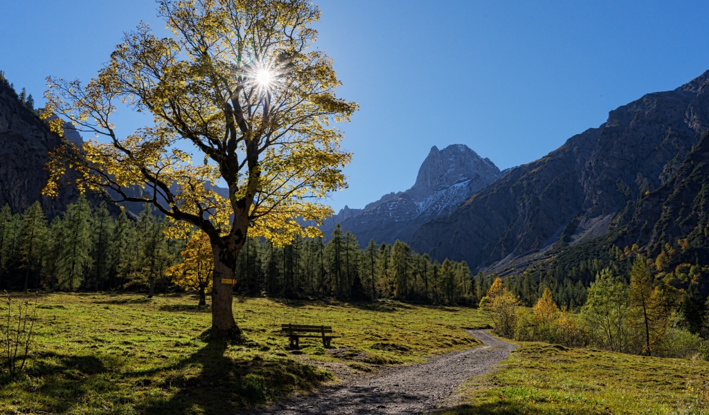 Дерево с зелеными листьями в лучах солнца на фоне гор