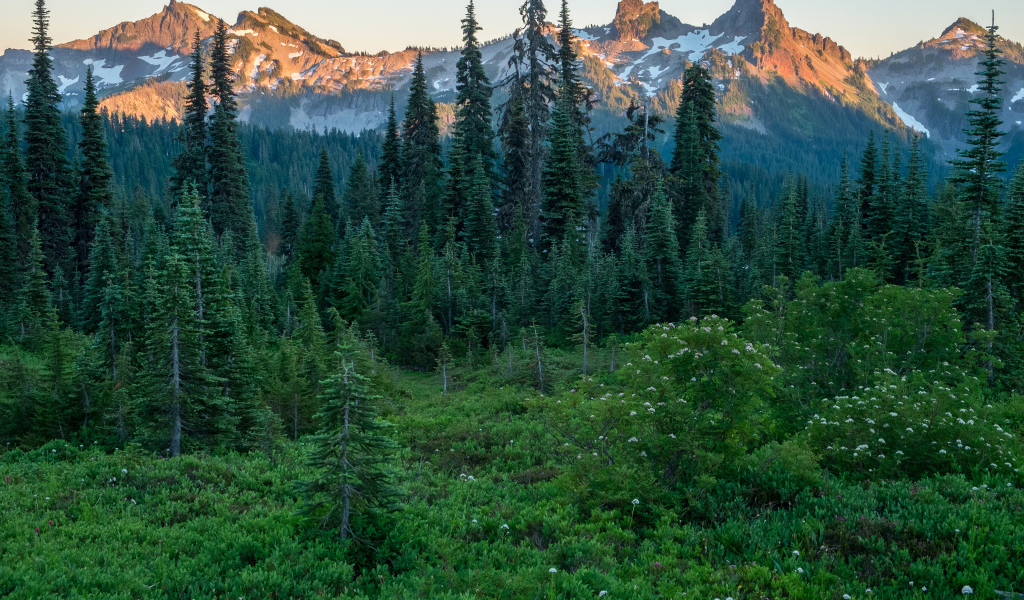 Вид на зеленый хвойный лес и верхушки гор в лучах восходяшего солнца