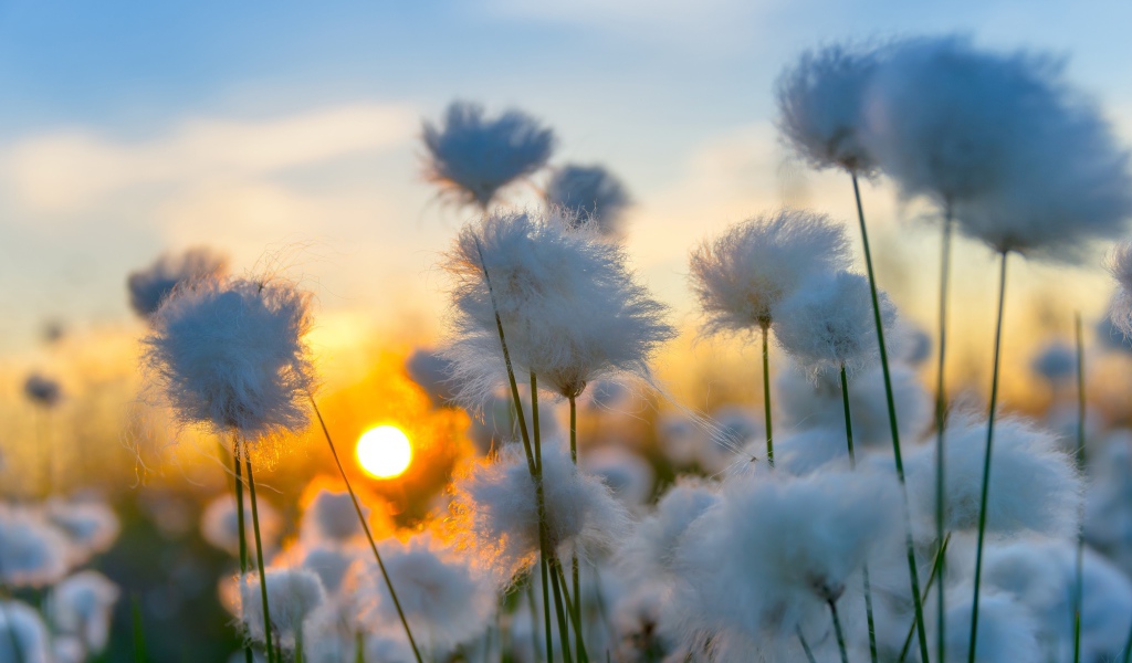 Белый хлопок на закате солнца