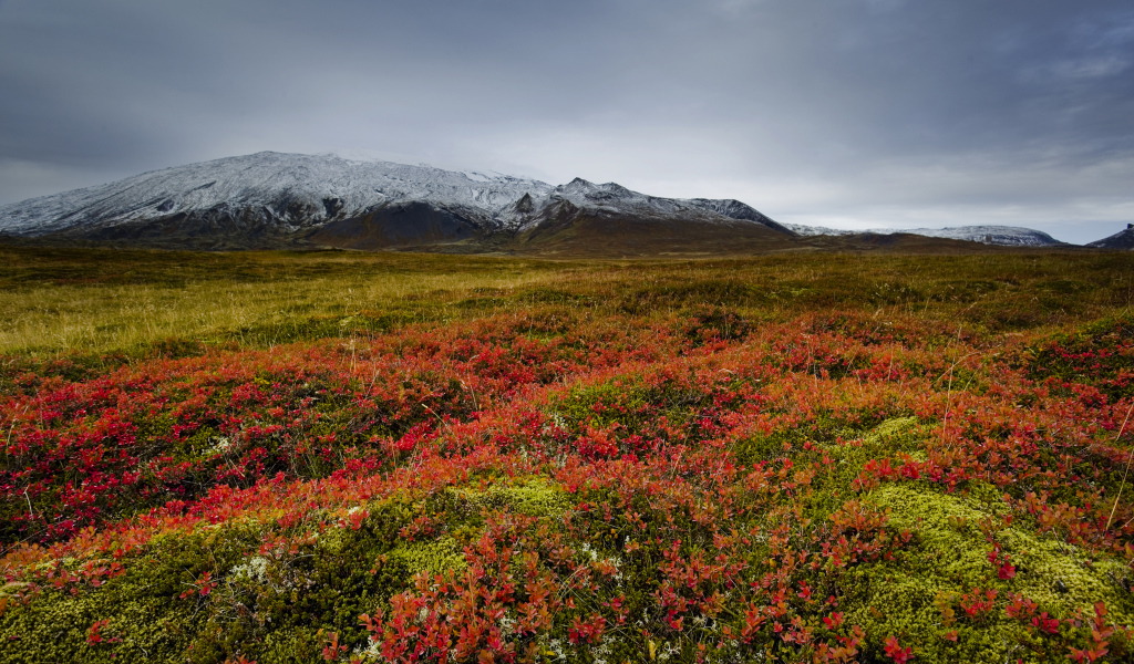 Поле на фоне заснеженной горы, Исландия
