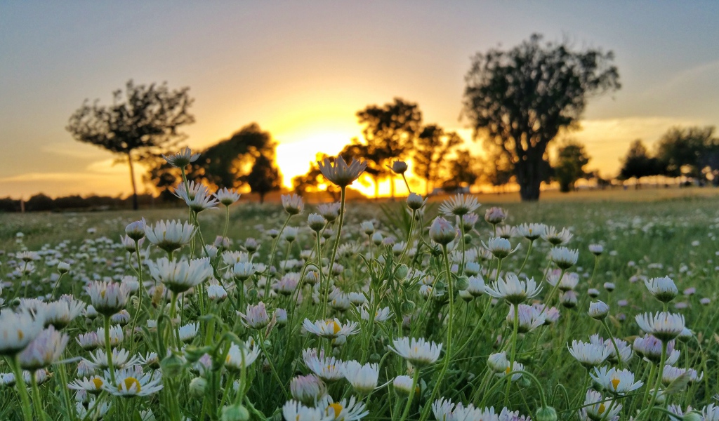 Поле белых цветов ромашки на фоне заката