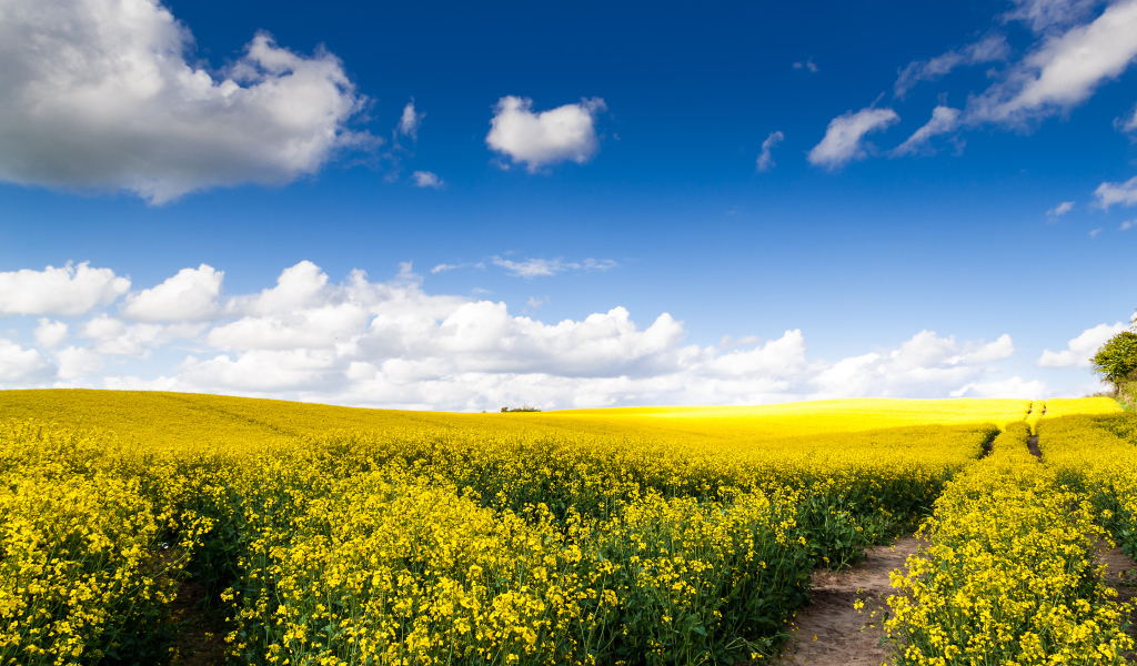 Рапсовое поле под голубым небом с облаками