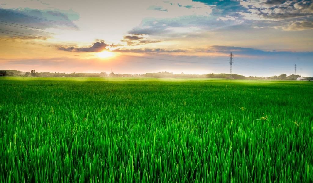 Восход летнего солнца над полем с зеленой пшеницей
