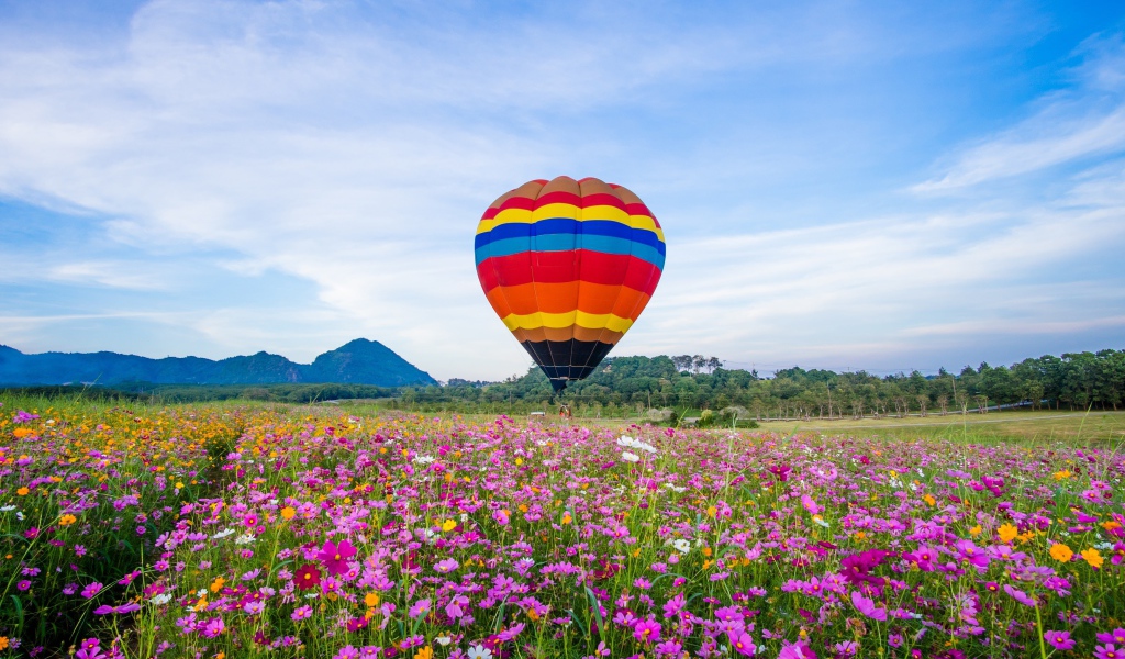 Воздушный шар над полем цветущей космеи под голубым небом