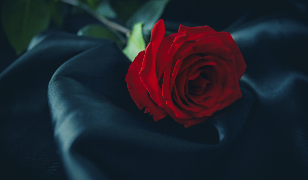 Красивая красная роза лежит на черном покрывале