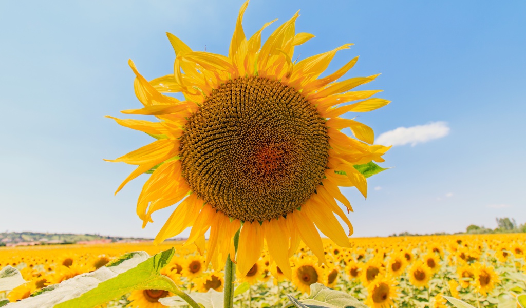 Цветущий подсолнух под голубым небом