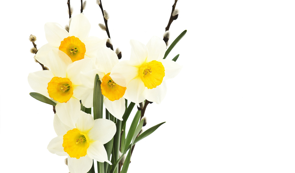 Букет нарциссов и вербы на белом фоне
