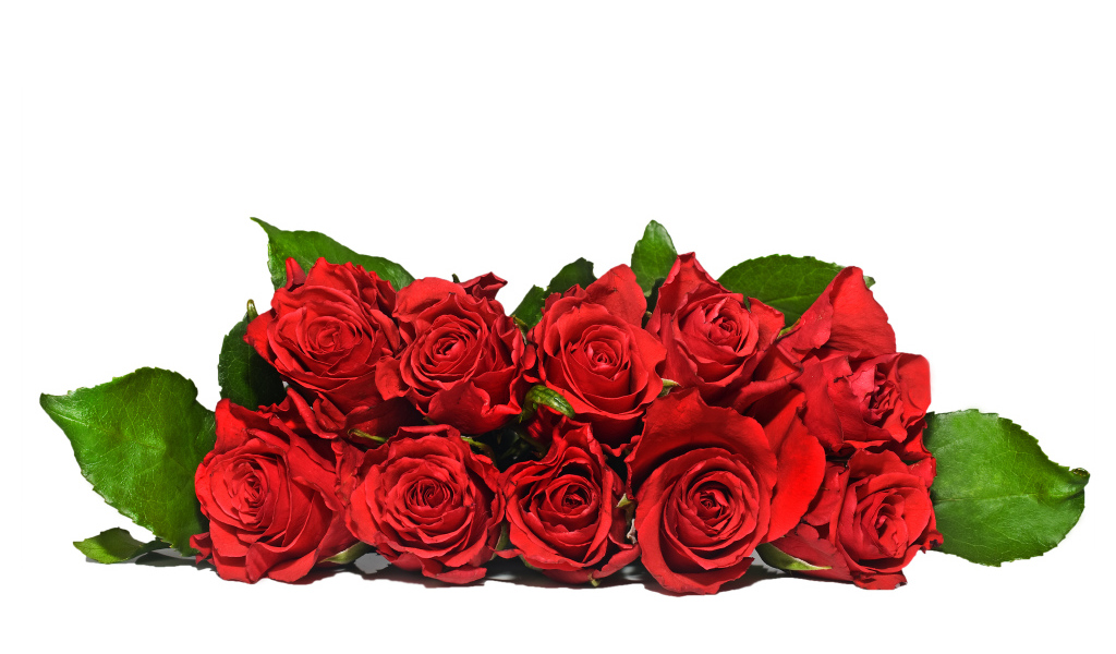 Букет красных роз с зелеными листьями на белом фоне 