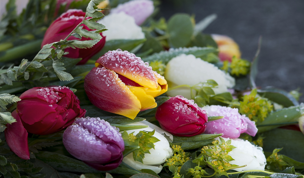 Букет нежных тюльпанов покрыт инеем