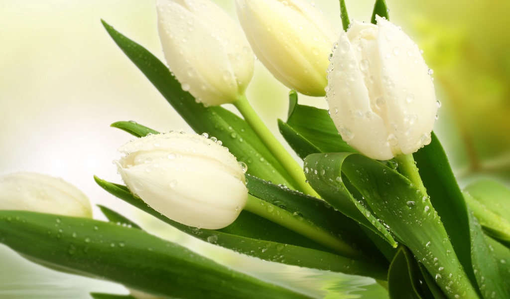 Букет нежных белых тюльпанов в воде