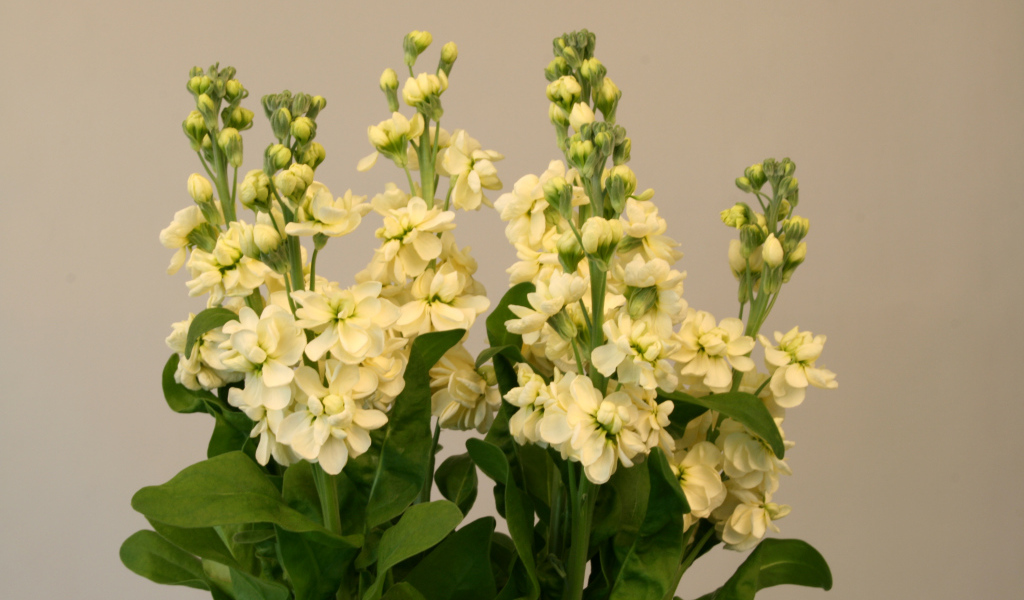 Букет белых цветов левкой 