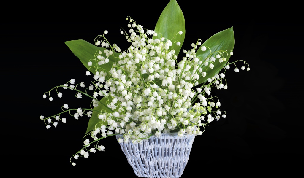 Букет белых ландышей в корзине на черном фоне
