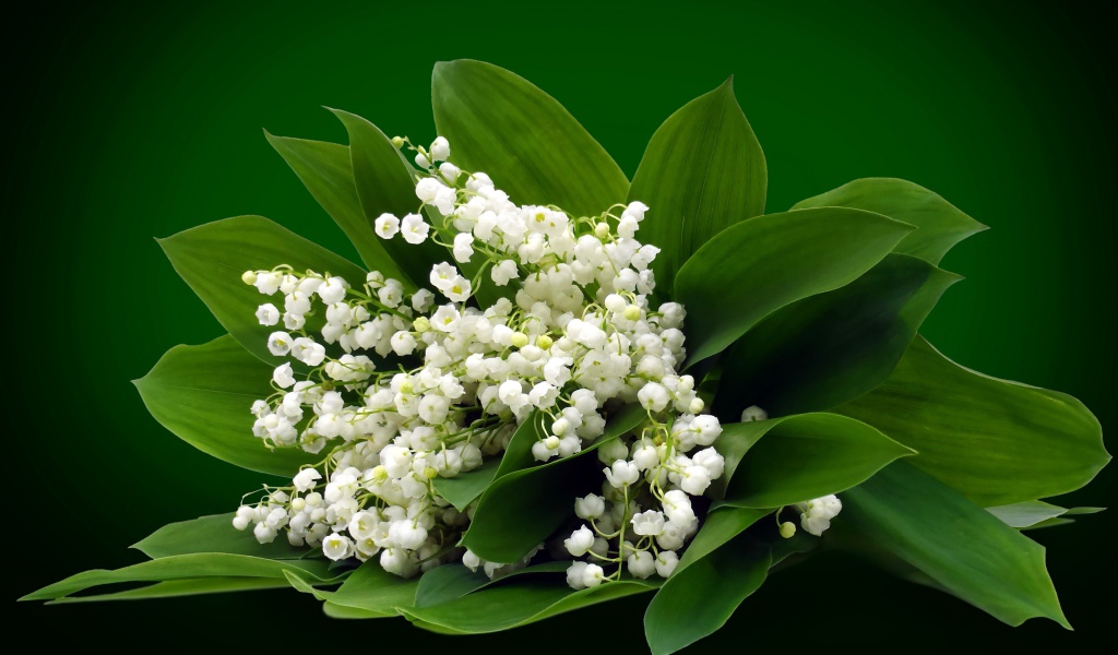 Букет белых ландышей на зеленом фоне