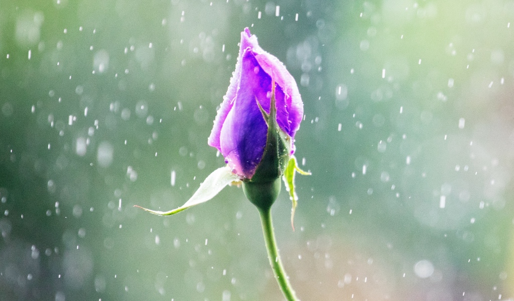 Бутон красивой розы под дождем