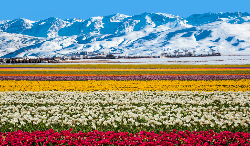 Поле разноцветных тюльпанов на фоне заснеженных гор 