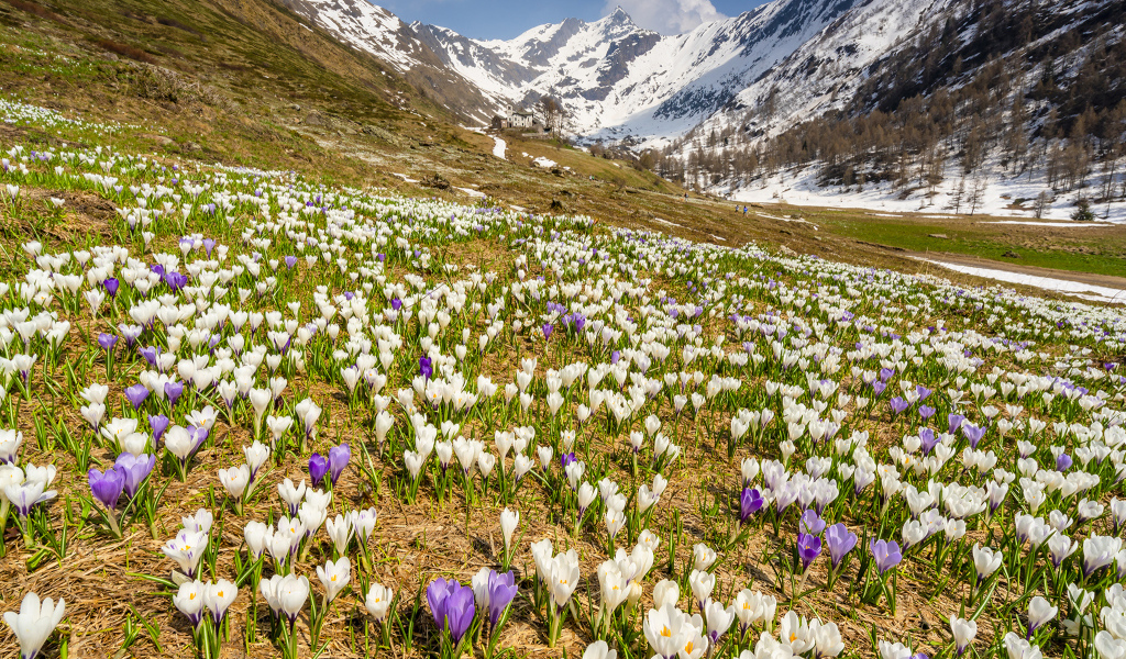 Поле разноцветный крокусов на фоне заснеженных гор