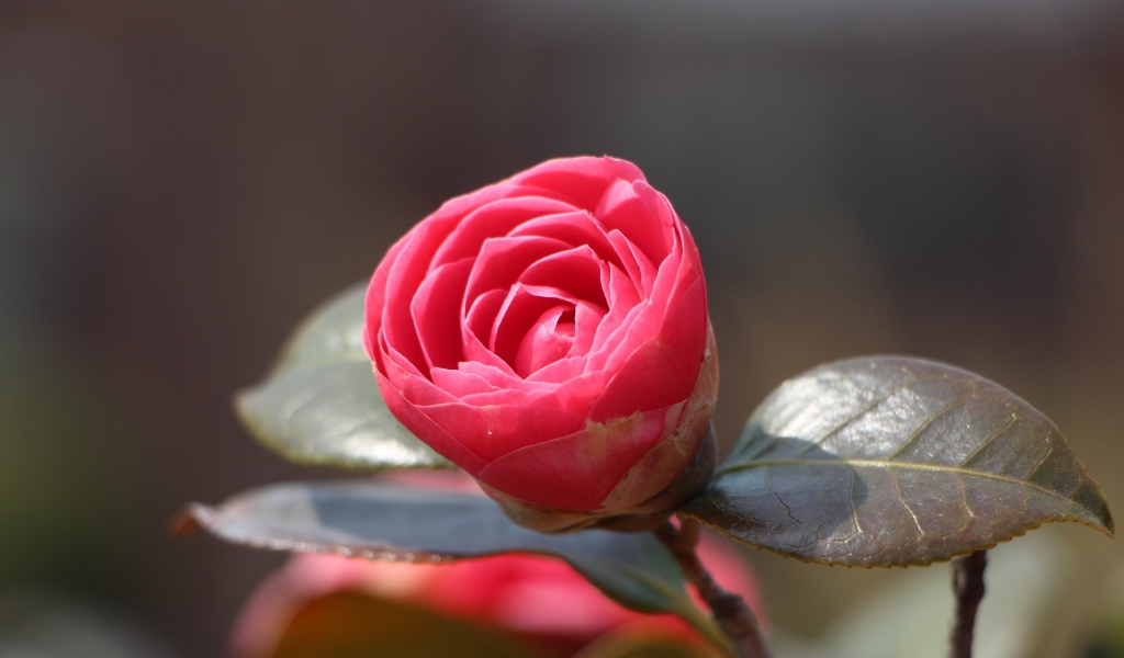 Нераспустившийся цветок розовой камелии