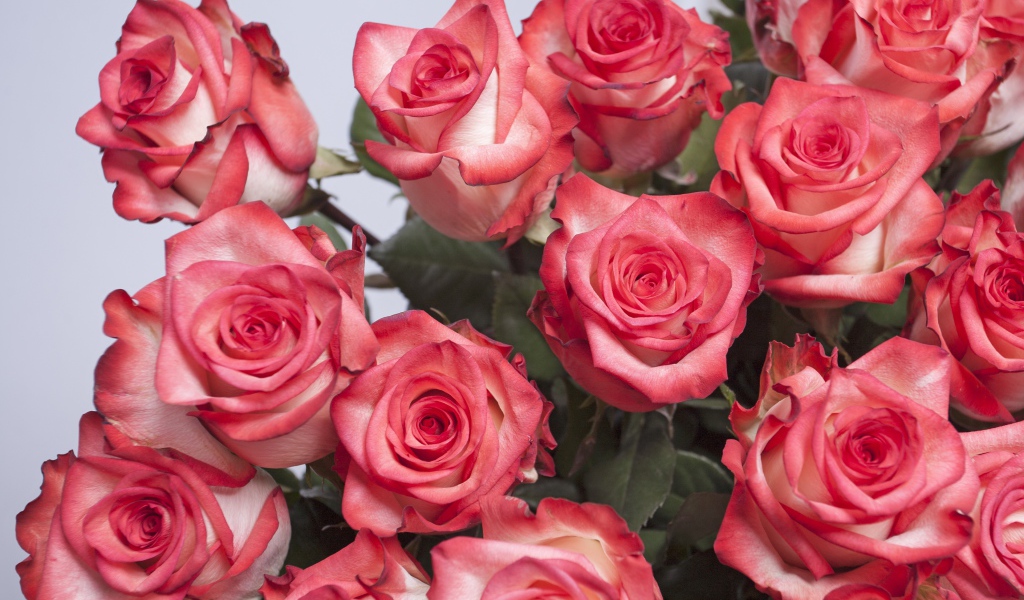 Большой букет розовых роз на сером фоне
