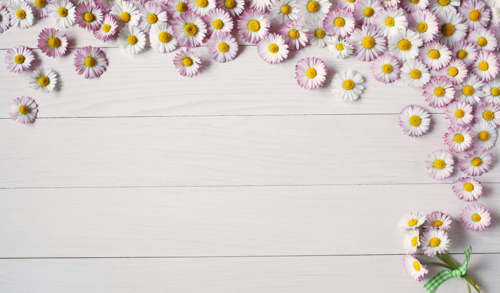 Много розовых маргариток на деревянном фоне, шаблон для открытки