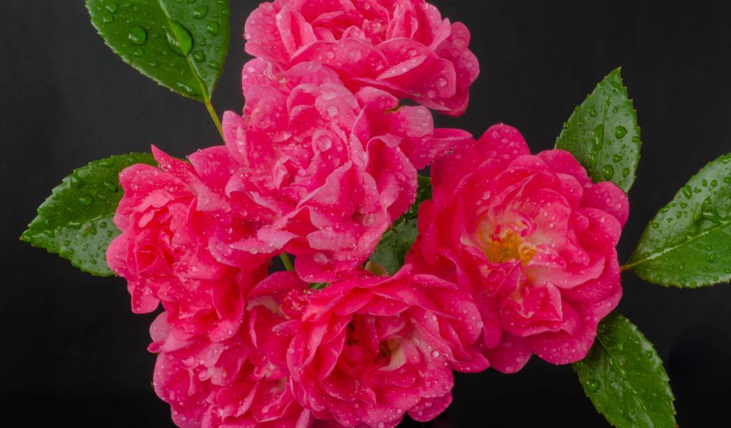 Много розовых роз в каплях воды на сером фоне