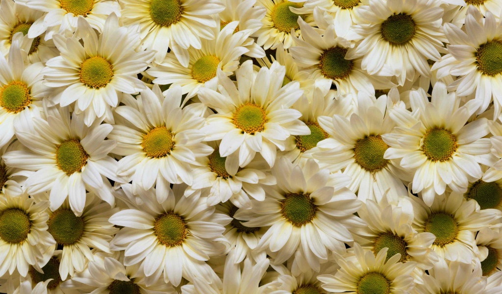 Много белых хризантем с желтыми серединками