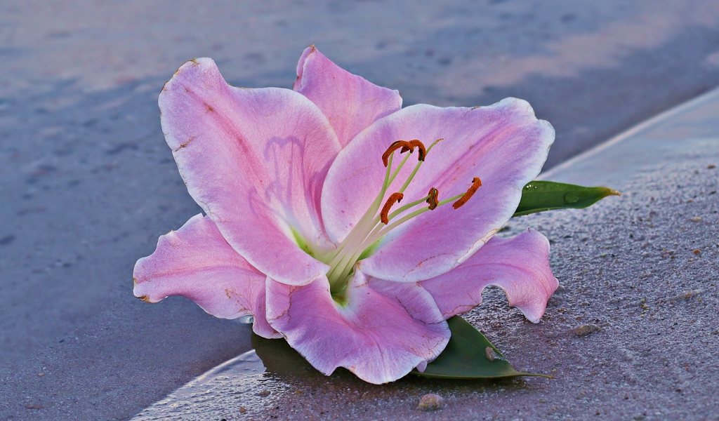 Розовая лилия на песке