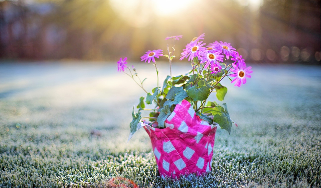 Горшок с розовыми цветами стоит на покрытой инеем траве на рассвете