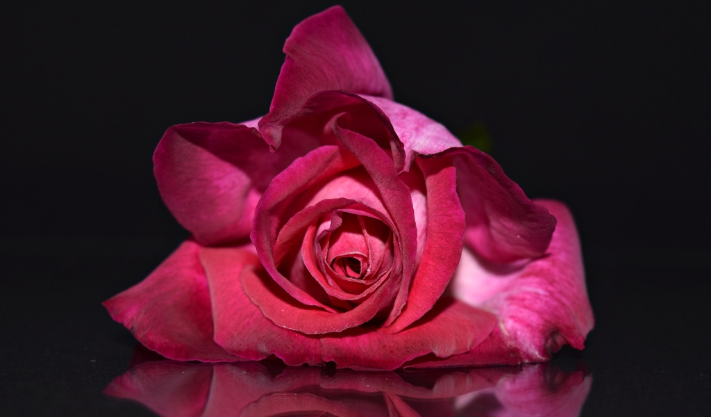 Красная роза лежит на зеркальной поверхности