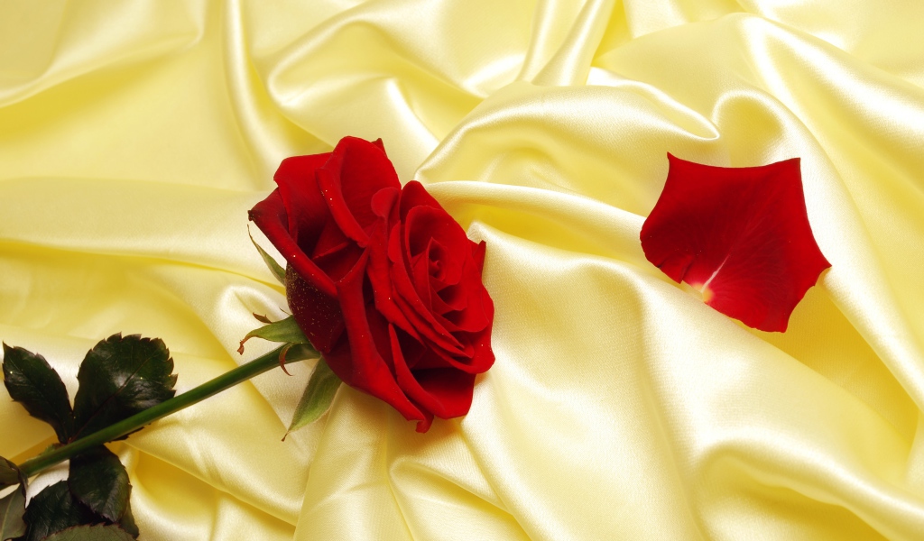 Нежная красная роза на шелковом желтом покрывале