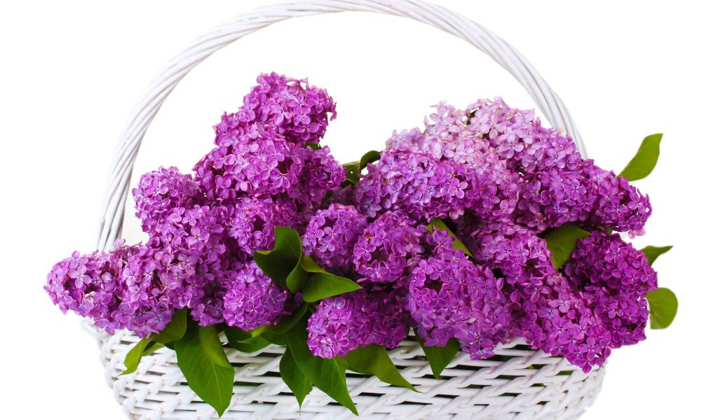Корзина цветов сирени на белом фоне