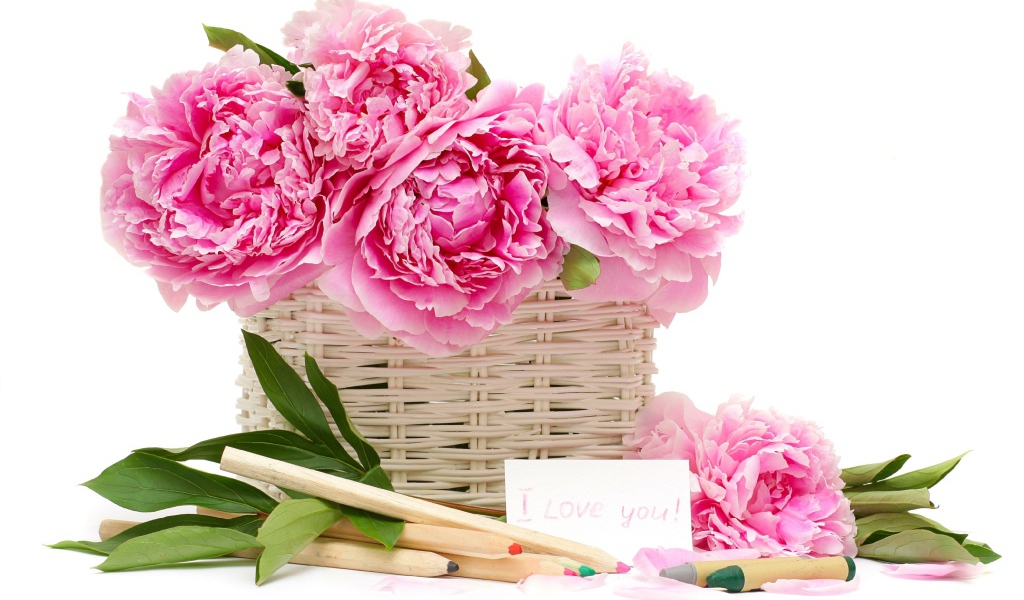 Корзина розовых пионов с карандашами на белом фоне