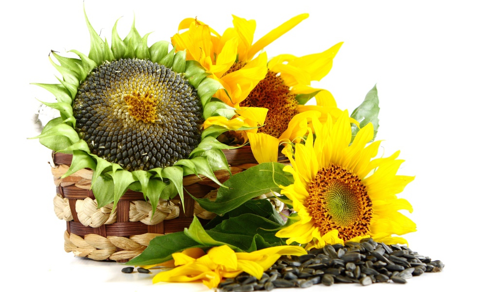Корзина с подсолнухами на белом фоне с семечками 