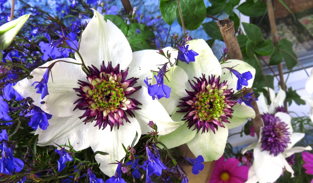 Красивые цветы клематисы с голубыми полевыми цветами