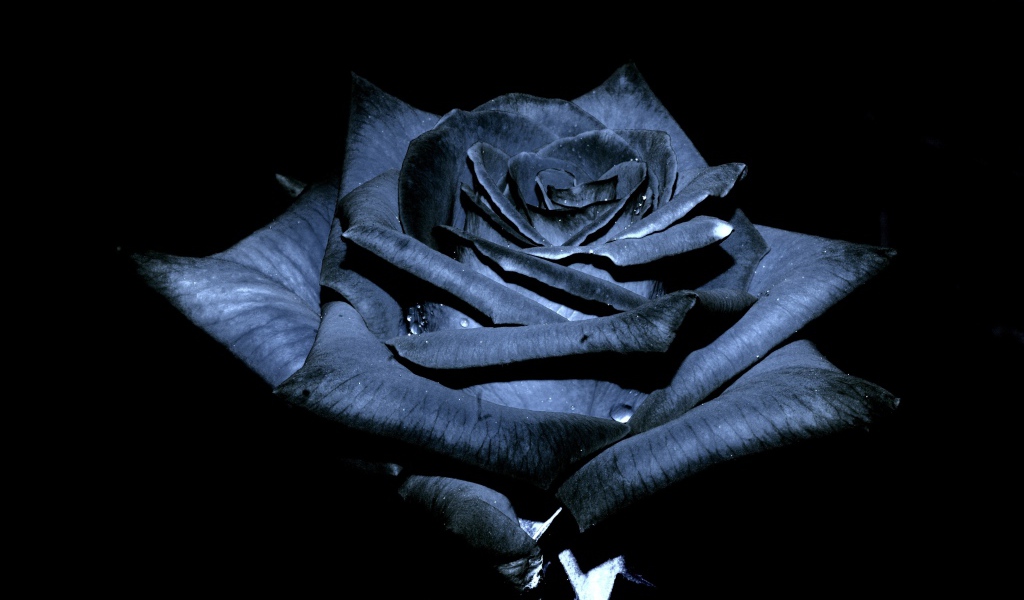Красивая черная роза