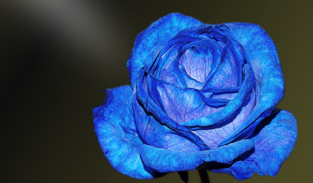 Красивая синяя роза с нежными лепестками