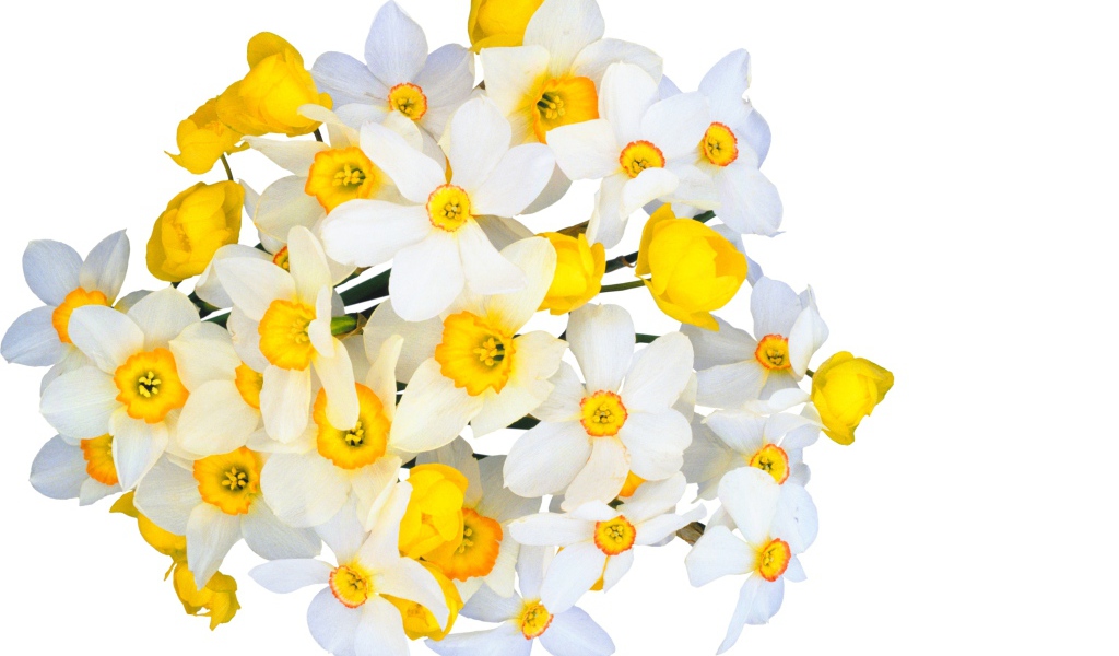 Красивый букет белых нарциссов с желтыми лютиками на белом фоне