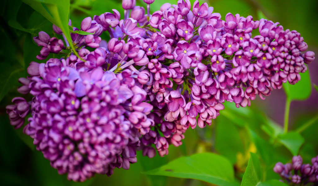 Красивая ветка весенней сирени