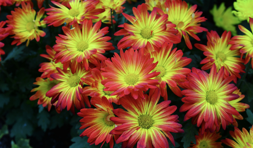 Красивые яркие осенние цветы хризантемы