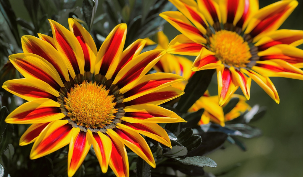 Красивые яркие цветы газания