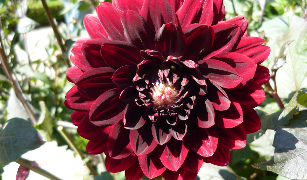 Красивая бордовый цветок георгина крупным планом