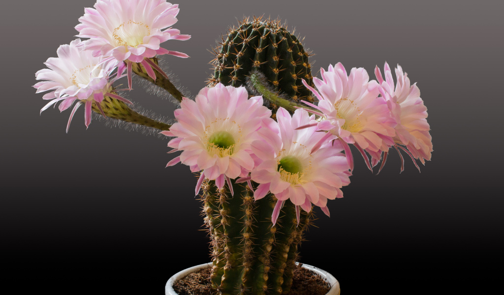 Красивый кактус с розовыми цветами на сером фоне