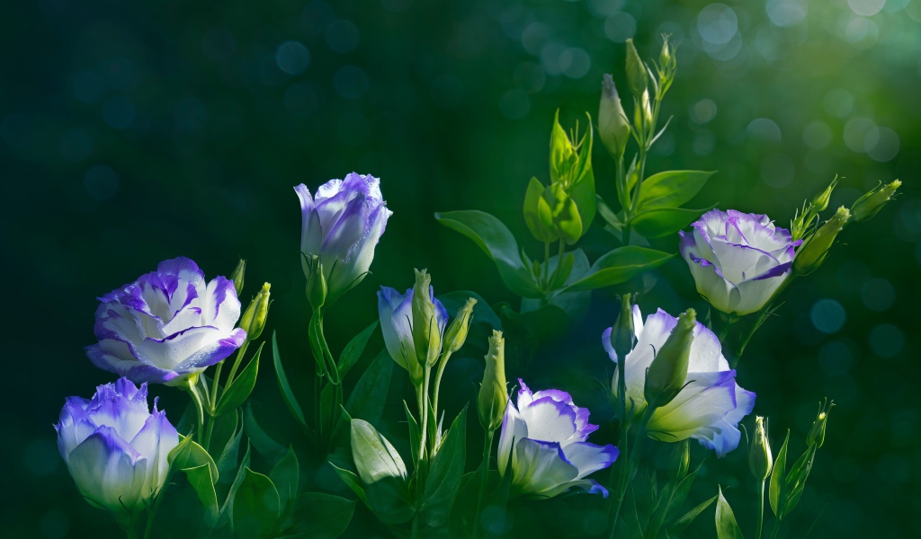 Красивые нежные цветы эустома