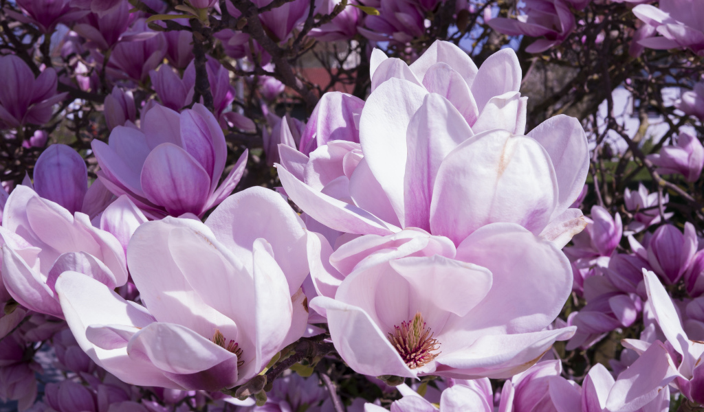 Красивые нежные крупные розовые цветы магнолии 