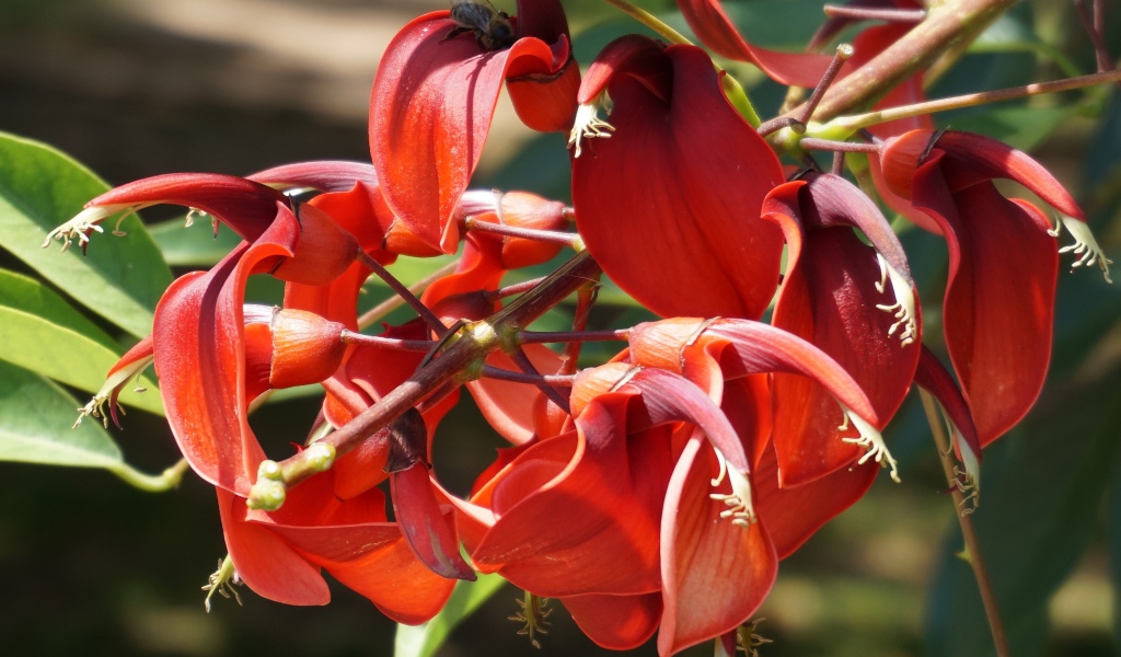 Красивый экзотический красный цветок