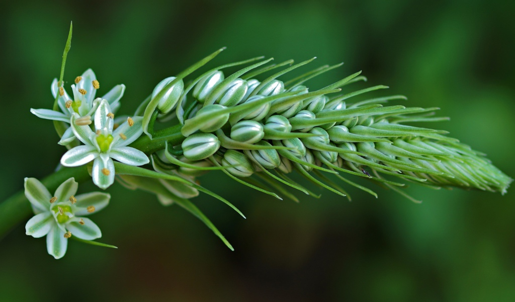 Красивый цветок птицемлечник на зеленом фоне крупным планом